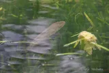 Northern Snakehead, photographed in Shanghai