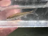 Pugnose Minnow, photographed in Kentucky