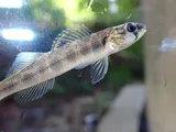 River Darter, photographed in Alabama