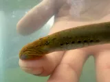 Ohio Lamprey, photographed in Virginia