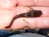 Elegant Madtom, photographed in Kentucky