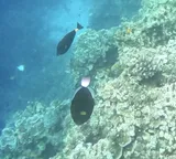 Pinktail Durgon, photographed in Bohol