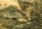 Tuskaloosa Darter, photographed in Alabama