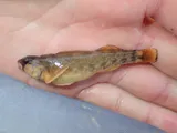 Orangefin Darter, photographed in Kentucky