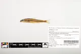 Riffle Minnow, photographed in Tennessee