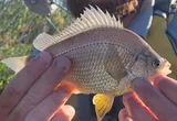 Tule Perch, photographed in California