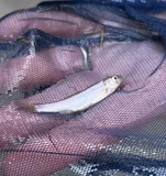 Virgin Spinedace, photographed in Utah