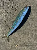 Pacific Sardine, photographed in California
