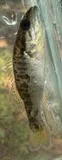 Warrior Bass, photographed in Alabama