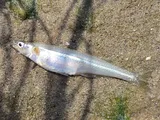 Atlantic Silverside, photographed in Maryland