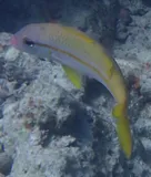 Yellowfin Goatfish