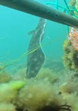 Winter Flounder, photographed in Massachusetts