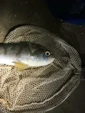 Banded Drum, photographed in South Carolina