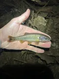 Dixie Chub, photographed in Florida