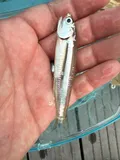 Broad-striped Anchovy, photographed in New York