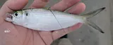 Atlantic Thread Herring, photographed in Florida