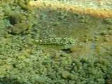 Comanche Springs Pupfish, photographed in Texas