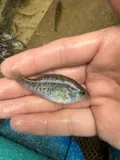 Orangespotted Sunfish, photographed in Ohio