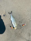 Bluefish, photographed in Florida