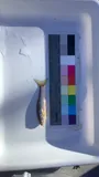 Sand Shiner, photographed in Kansas