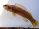 Smallscale Darter, photographed in Tennessee