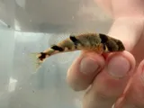 Blenny Darter, photographed in Tennessee