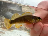 Yoke Darter, photographed in Arkansas