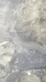 Spring Cavefish, photographed in Tennessee