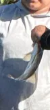 Common Snook, photographed in Florida