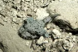 Lophiodes miacanthus