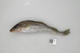 Saffron Cod, photographed in Alaska