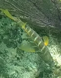 Schoolmaster Snapper, photographed in Quintana Roo