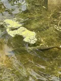 Spotted Tilapia, photographed in Florida