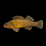 Bluebreast Darter, photographed in Ohio