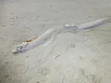 Oarfish, photographed in South Australia