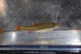 Redtail Chub, photographed in Tennessee