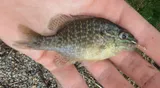 Northern Sunfish, photographed in Michigan
