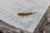 Golden Darter, photographed in Tennessee