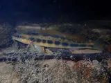 Tangerine Darter, photographed in Virginia