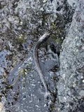 Longnose Lancetfish, photographed in Washington