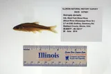 Bigmouth Shiner, photographed in Illinois