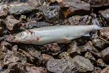 Cisco, photographed in Michigan