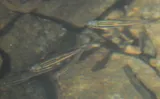 Yellowfin Shiner, photographed in Georgia