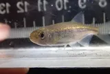 Redside Shiner, photographed in British Columbia