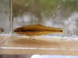 Bridle Shiner, photographed in New Jersey