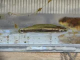 Pygmy Killifish, photographed in Florida