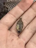 Rock Bass, photographed in Missouri