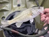 Guadalupe Bass, photographed in Texas