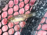 Rainwater Killifish, photographed in Utah