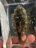 Gulf Flounder, photographed in Florida